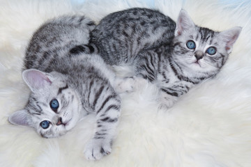 Two young black silver tabby cats lying lazy together on sheep f