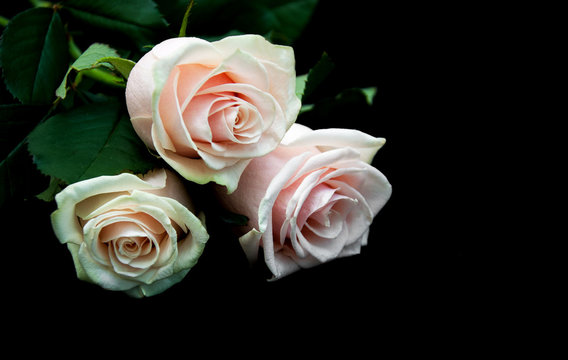 Roses on a black background