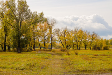 Fototapeta premium Field and poplar grove in autumn dress bright in cloudy weather