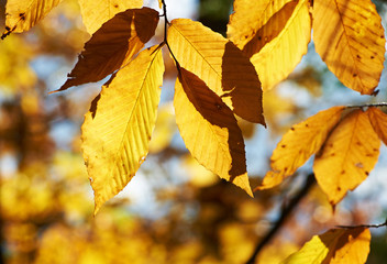 Autumn scene of waterfalls