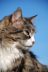 Portrait of a senior silver tabby cat against a blue sky background.