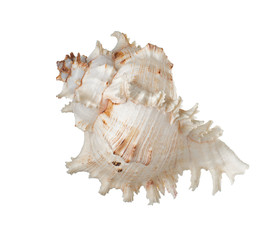 Seashell isolate