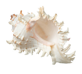 Seashell isolate