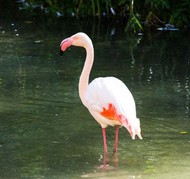  Phoenicopteriformes Flamingo