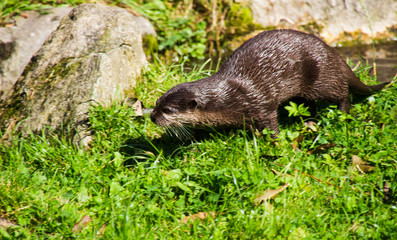 Lutra lutra, Fischotter