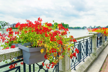 Fototapeta premium Flowers on the parapet of the embankment