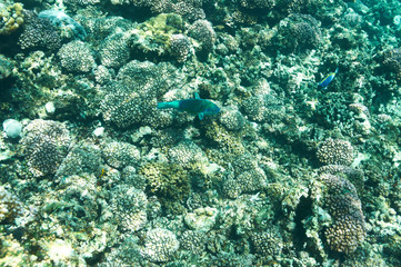 Coral reef and fish