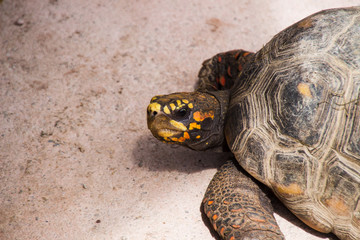 Geochelone gigantea, Schildkröte