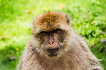 Berberaffe b&ouml;se schauen