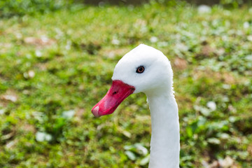 Gans profil