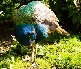 Pfau