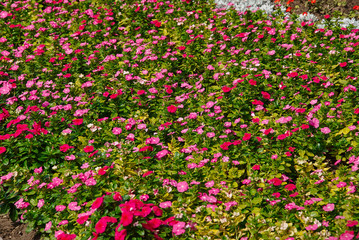 Colorful petunia flowers