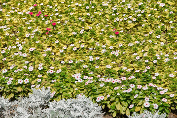 White petunia flowers