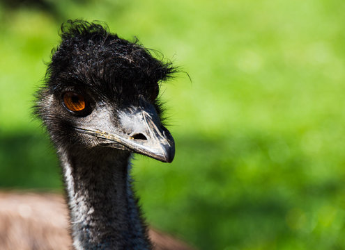 Emu Vogel Struthioniformes