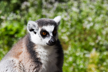 Naklejka na ściany i meble Katta, Lemur