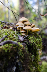Mushrooms on a stump in the forest