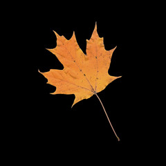 Cut out of one single sugar maple leaf acer saccharum macro close up on black background 