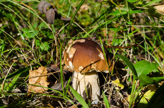 ceps. White fungus in the basket in a green grass on a dark back