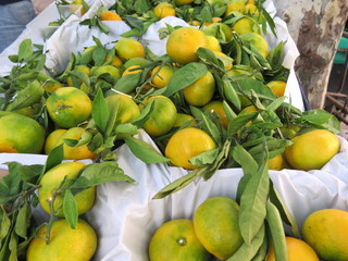 Zitronen ganz frisch