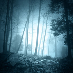 Obraz premium Fantasy turquoise blue light color foggy forest landscape scene background. 