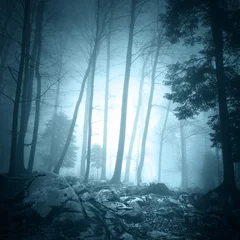  Fantasy turquoise blue light color foggy forest landscape scene background.  © robsonphoto