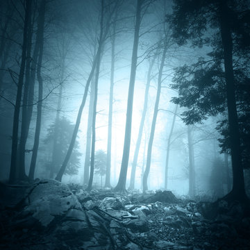 Fototapeta Fantasy turquoise blue light color foggy forest landscape scene background. 