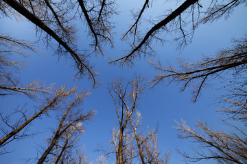 Autumn forest and blue sky