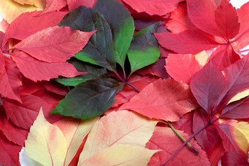 Background of multicolor autumn leafs