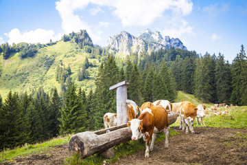 Fototapeta na wymiar Dairy cows in front of the Kampenwand