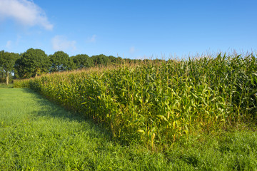 Corn on a sunny field in autumn
