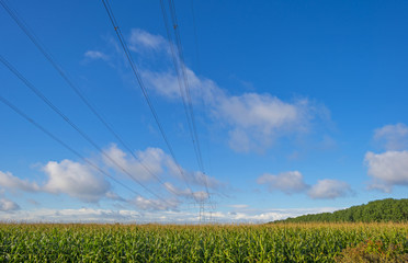 Power line over a field with corn at fall © Naj