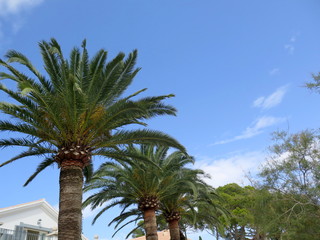 Palmen am Himmel