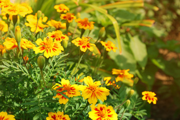 Fresh flowers over green grass background