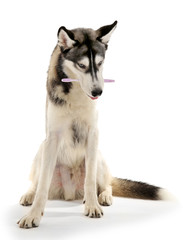 Beautiful huskies dog with toothbrush isolated on white