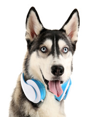 Beautiful huskies dog with headphones isolated on white