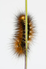 Underside of woolly brown caterpillar