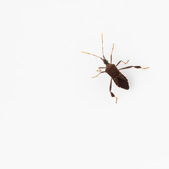 Leaffooted bug, dorsal view, with white background. Leptoglossus oppositus