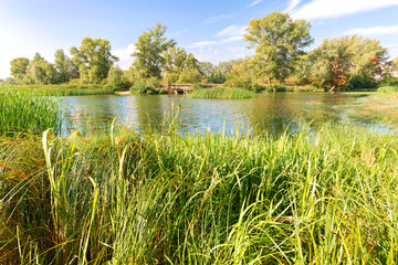 Reeds and trees in the River