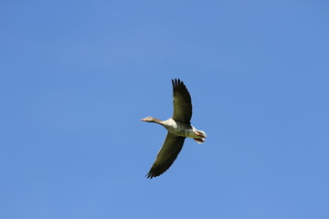 Wilde Gans Flugbild