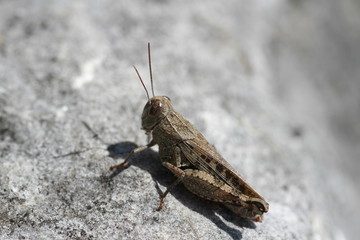 Gemeiner Grashüpfer auf einem Stein(Chorthippus parallelus)
