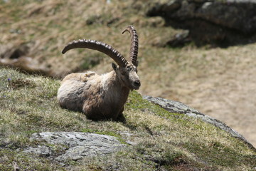 Steinbock am Großglockner