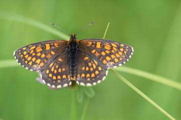 Baldrian Scheckenfalter (Melitaea diamina)