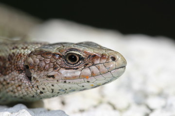 Spanische Mauereidechse Macro