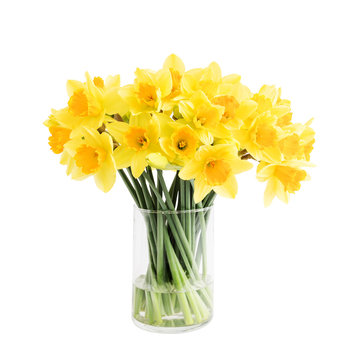 Bouquet of fresh spring narcissus in vase.Isolated over white