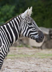 Fototapeta na wymiar Detail of a wild Zebra
