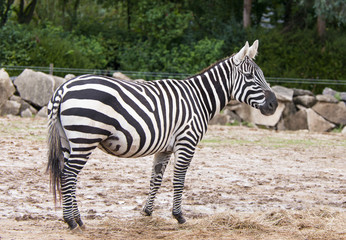 Fototapeta na wymiar African Zebra standing