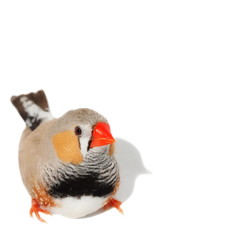 Zebra Finch isolated on white background,  Taeniopygia guttata