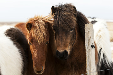 Herd of Icelandic ponies