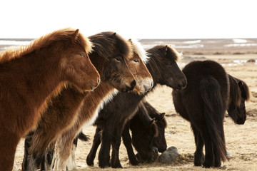 Herd of Icelandic ponies