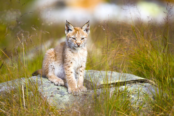 Cute young lynx cub sitting in the grass